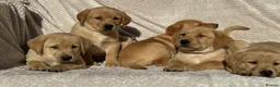 Labrador Retriever dogs for sale: Beautiful litter of KC reg Labrador puppies  - Advert 14