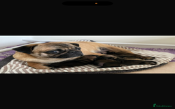 Pug dogs for sale: Pug puppy female  - Image 5