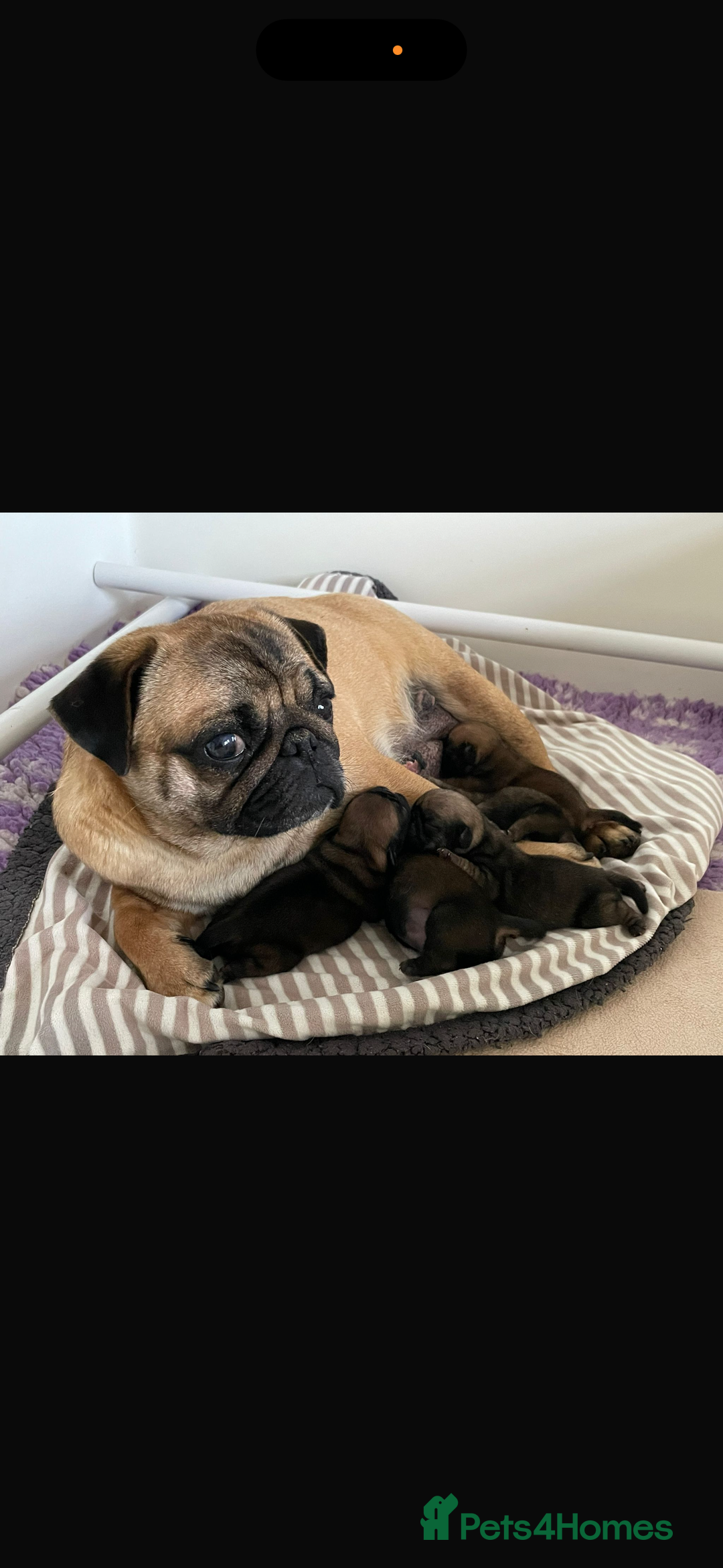 Pug dogs for sale: Pug puppy female  - Image 5