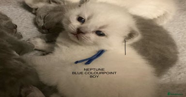 British Shorthair cats - Advert 12