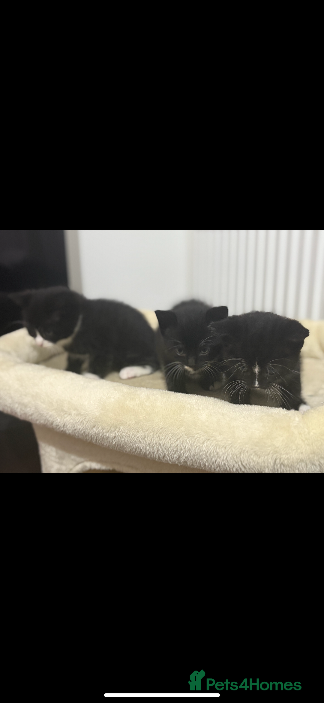 British Shorthair cats for sale: 🐾Adorable British shorthair kittens🐾 - Image 10