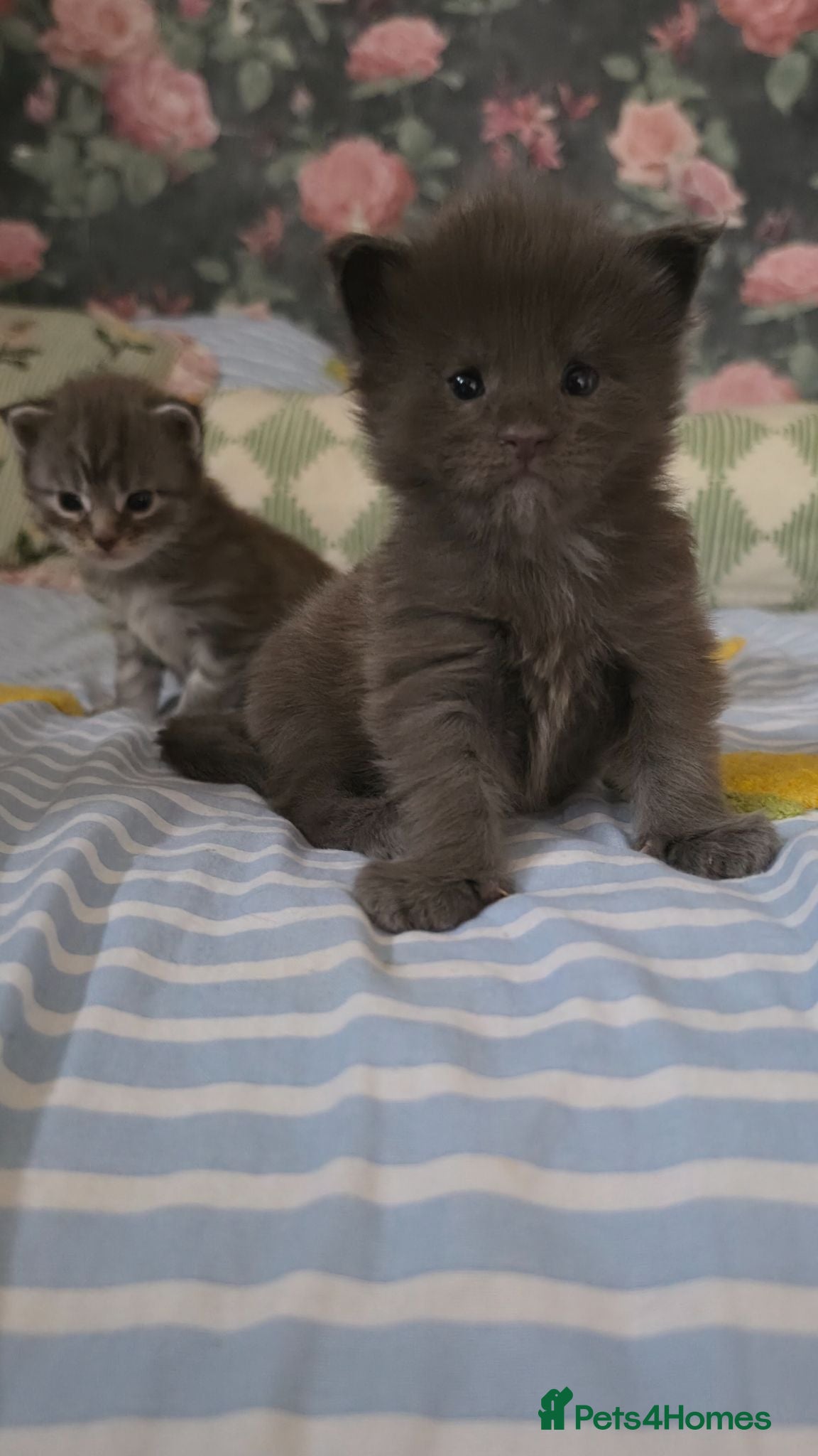 Maine Coon cats Stunning Mainecoons  - Advert 1
