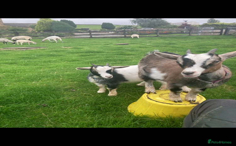 Goats livestock Nanny pygmy goats - Advert 3