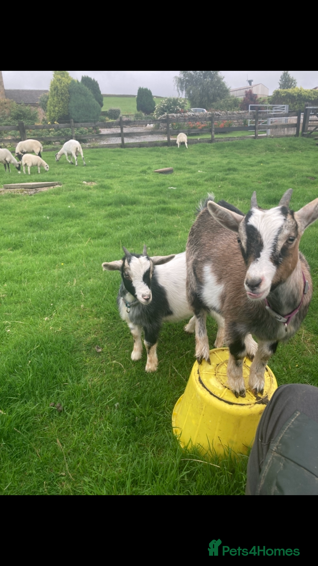 Goats livestock for sale: Nanny pygmy goats - Advert 1