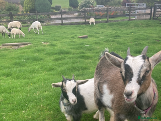 Goats livestock for sale: Nanny pygmy goats - Advert 1