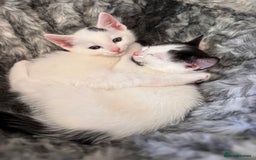 Mixed Breed cats for sale: Kittens available for sale with heterochromia - Image 17
