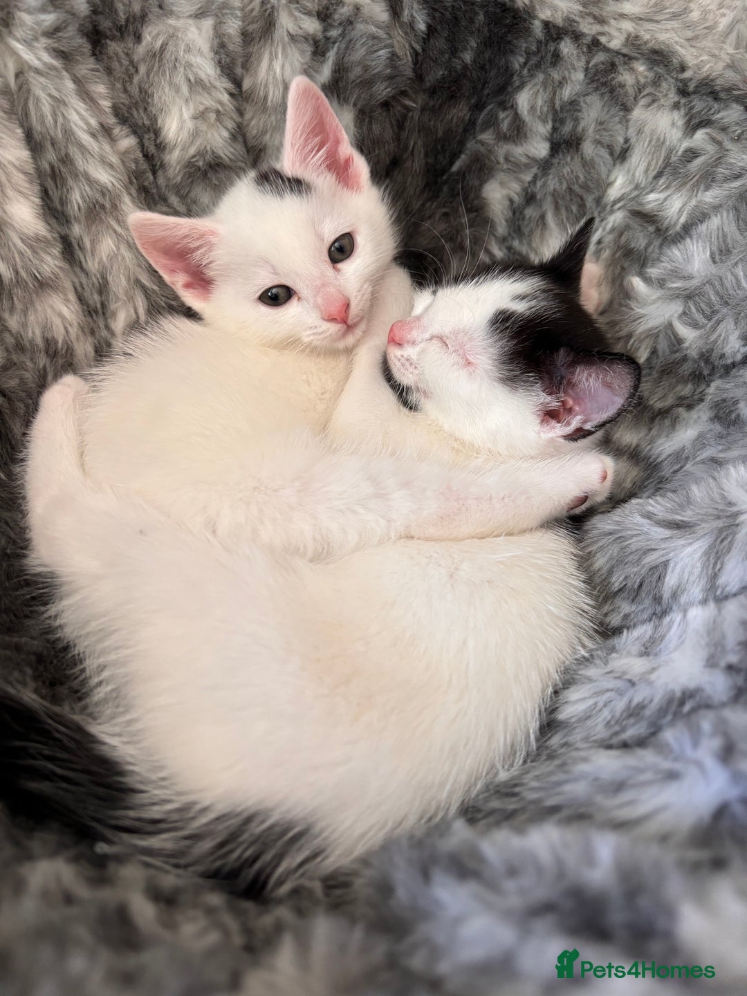 Mixed Breed cats for sale: Kittens available for sale with heterochromia - Image 17