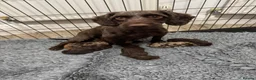 Cockapoo dogs for sale: DNA CLEAR,beautiful Cockapoos, Ready 5th November  - Advert 9