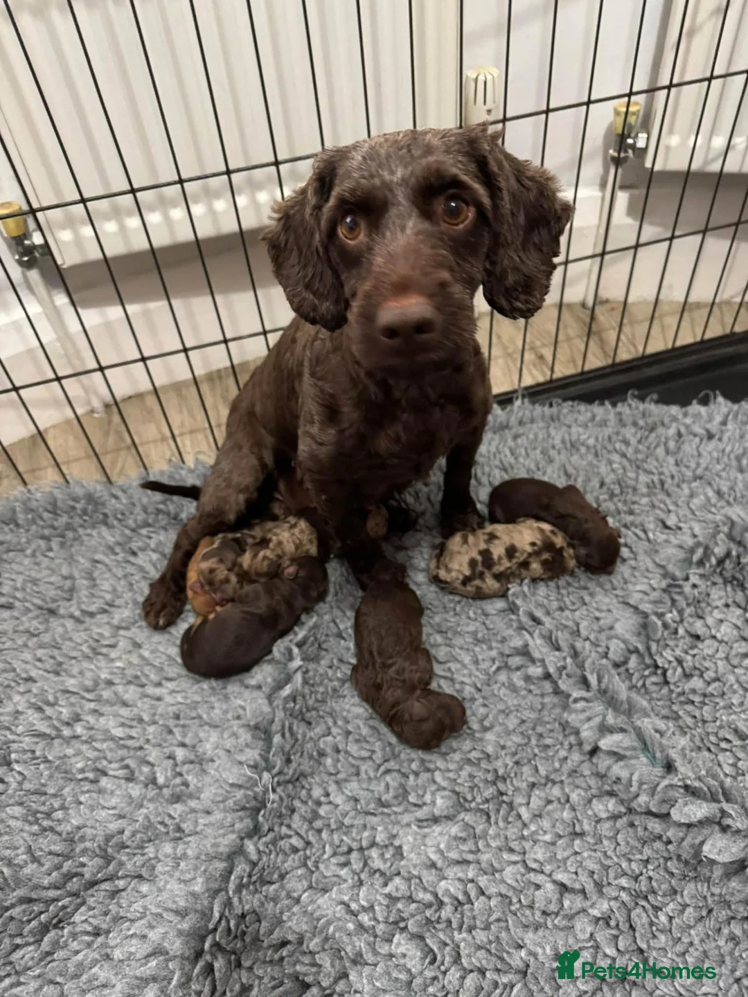 Cockapoo dogs for sale: DNA CLEAR,beautiful Cockapoos, Ready 5th November  - Advert 9