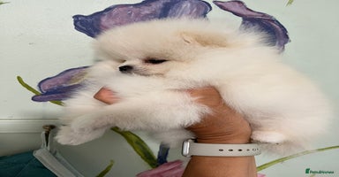 Pomeranian dogs - Advert 11