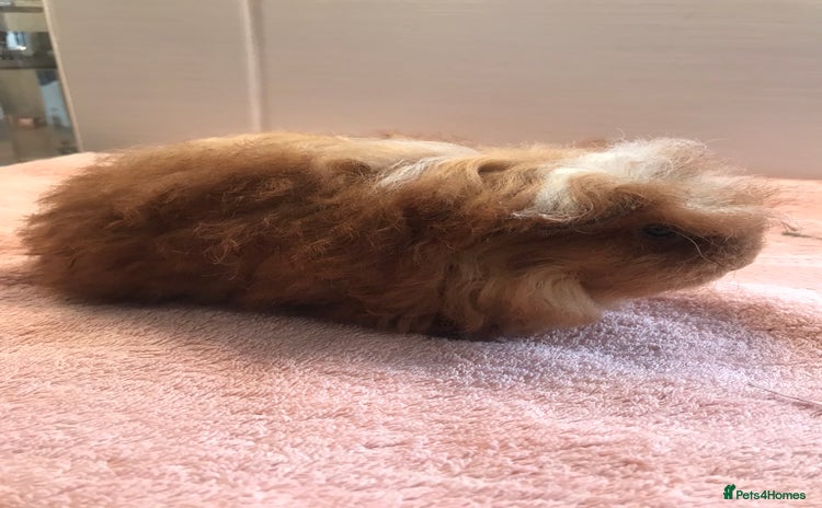 Guinea Pig rodents - Advert 2