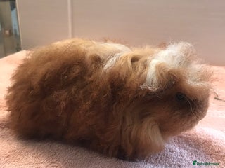 Guinea Pig rodents - Advert 24