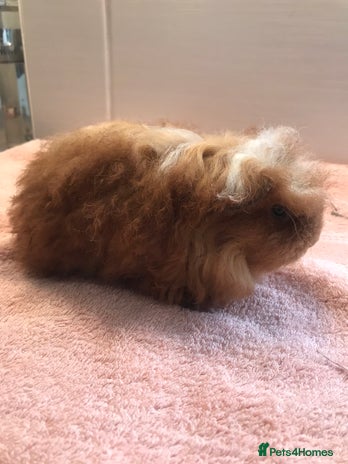 Guinea Pig rodents - Advert 2