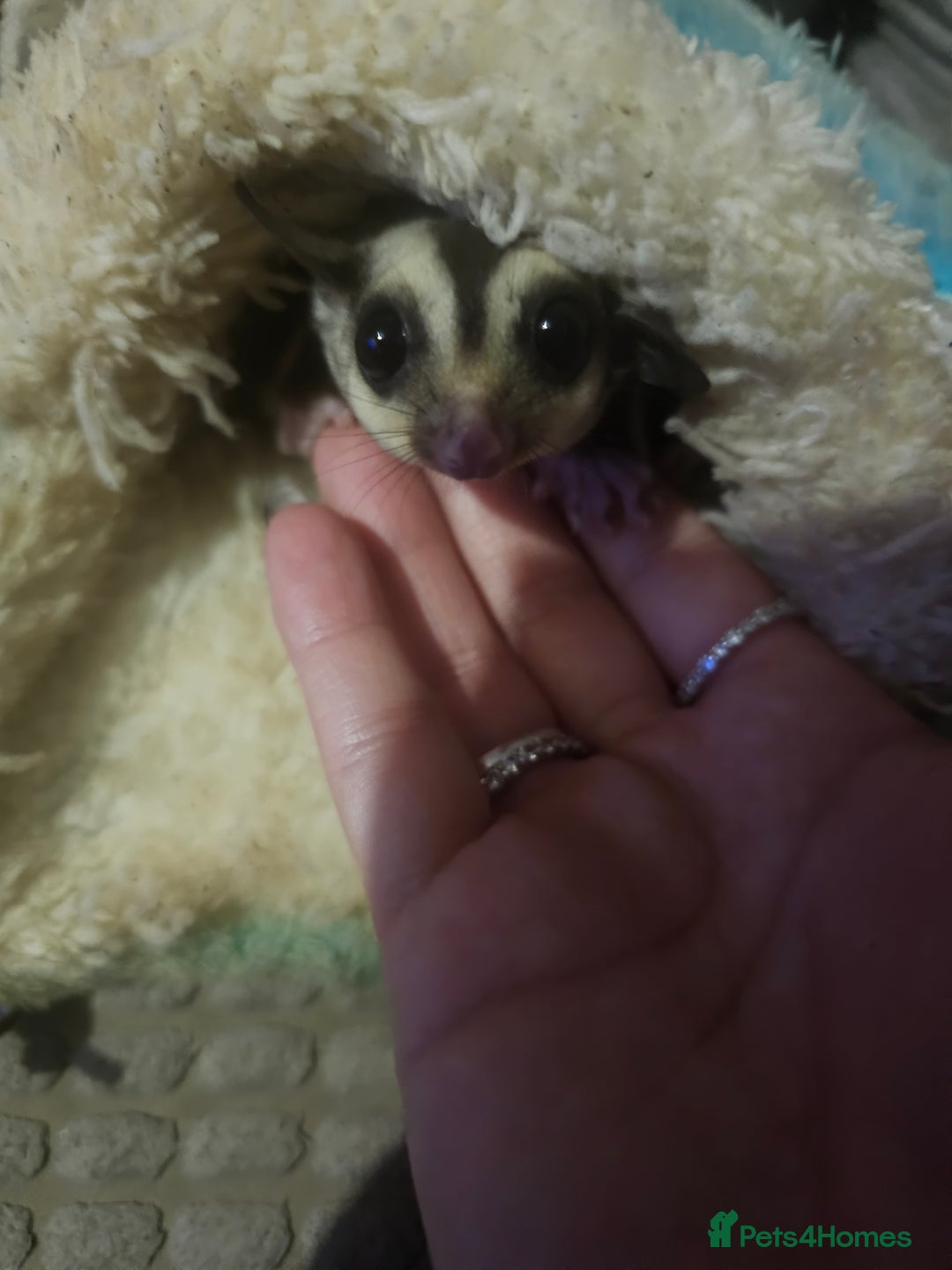 Sugar Glider rodents for sale: Stunning Male & Female Grey sugar glider pair - Advert 8