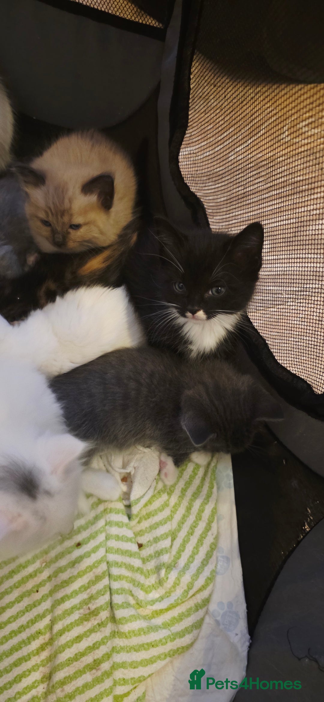 Ragdoll cats for sale: Ragdoll mum kittens - Image 6