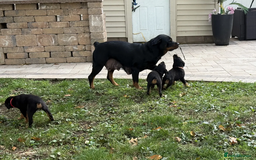 Rottweiler dogs for sale: German Rottweiler Pups For Sale - Image 5