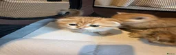 British Shorthair cats for sale: British Shorthair+ Scottish Fold - Advert 4