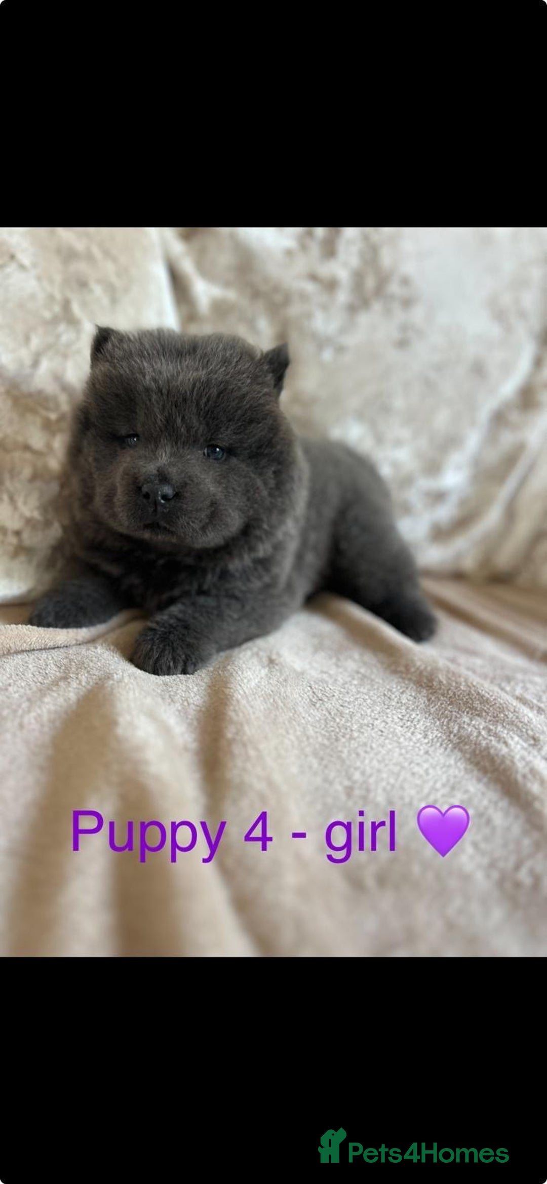 Chow Chow dogs for sale: REDUCED £750 stunning chow chow puppies - Image 8