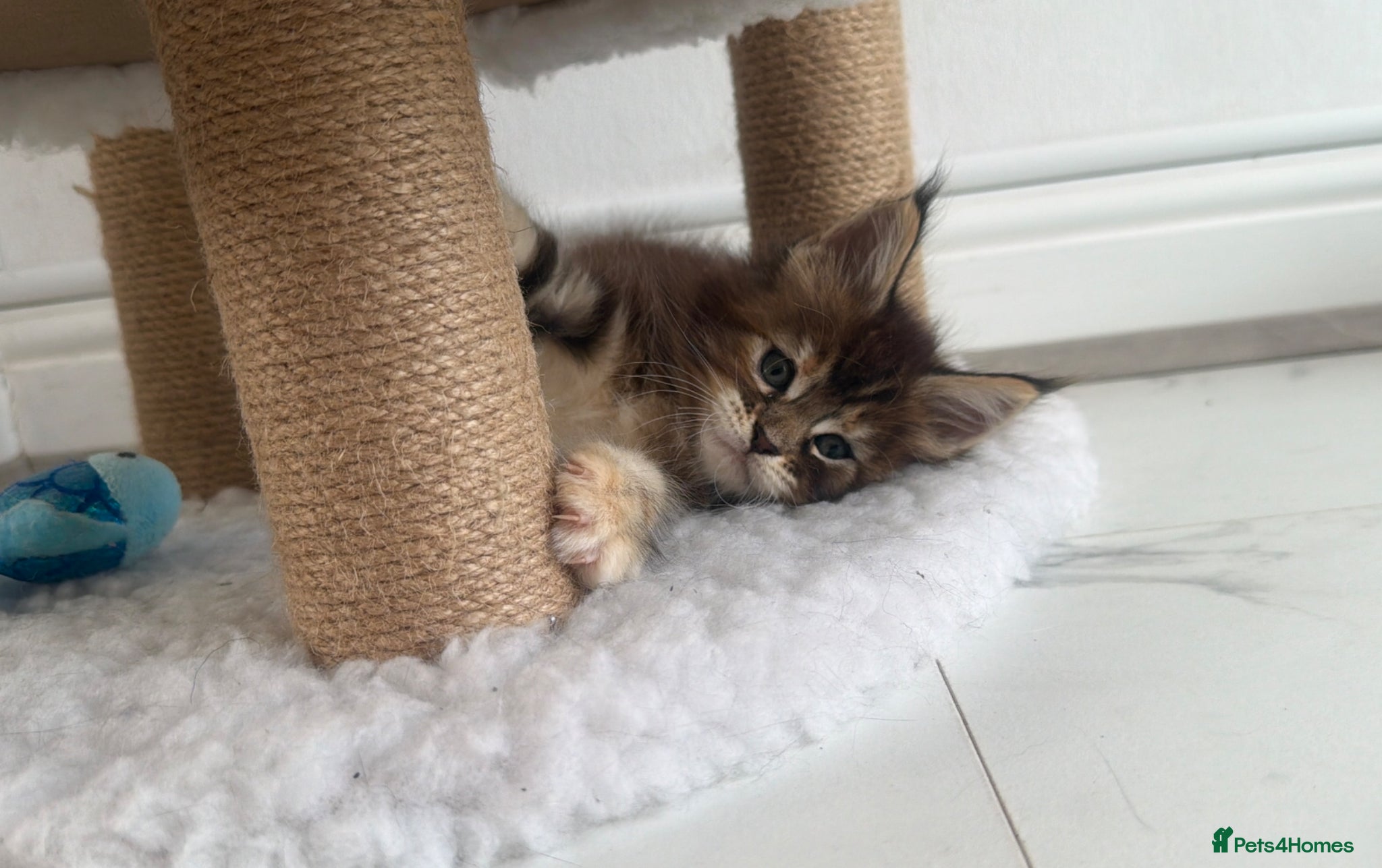 Maine Coon cats 1 GIRL LEFT CHAMPION LINE MAINE COON KITTENS  - Advert 6