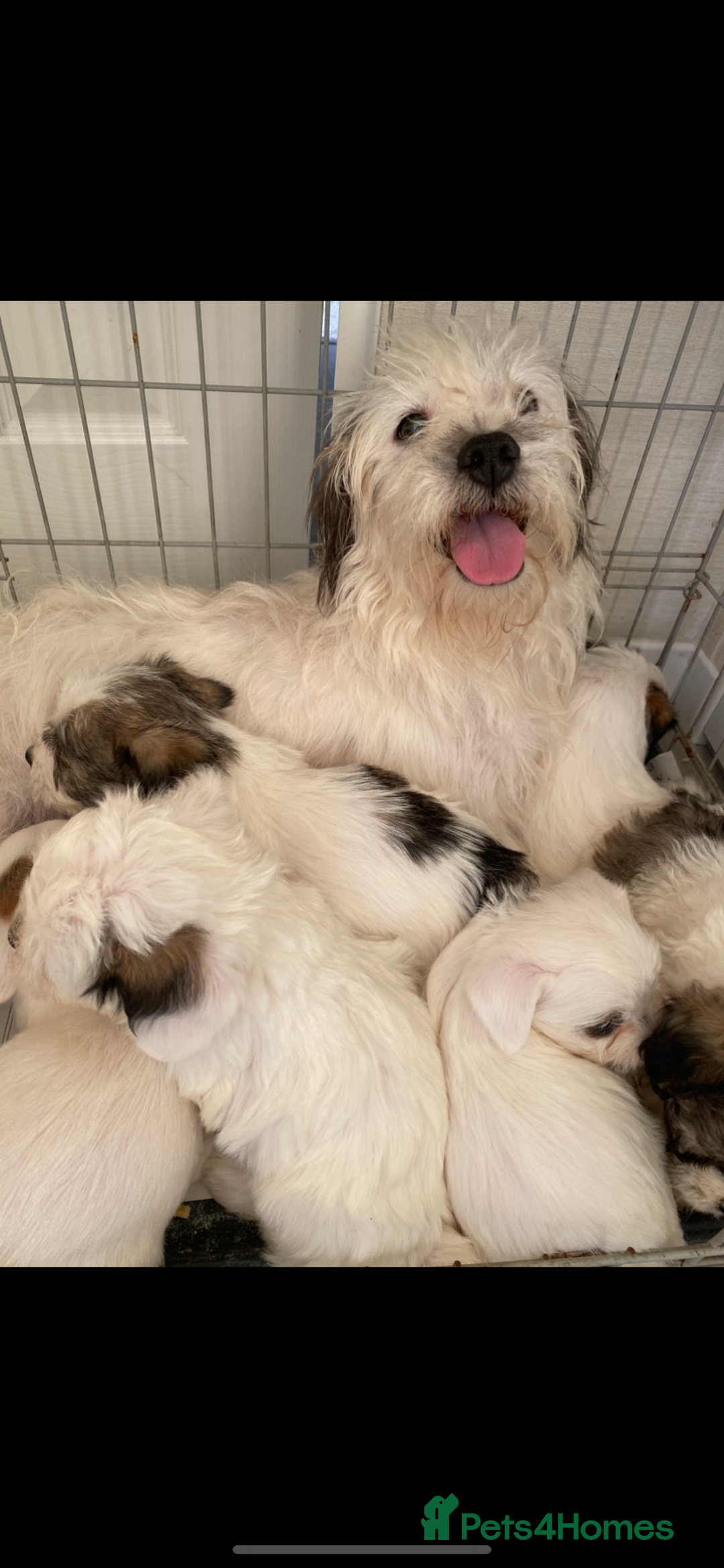 Jack Russell dogs for sale: Jack Russell x parson terrier - Advert 3