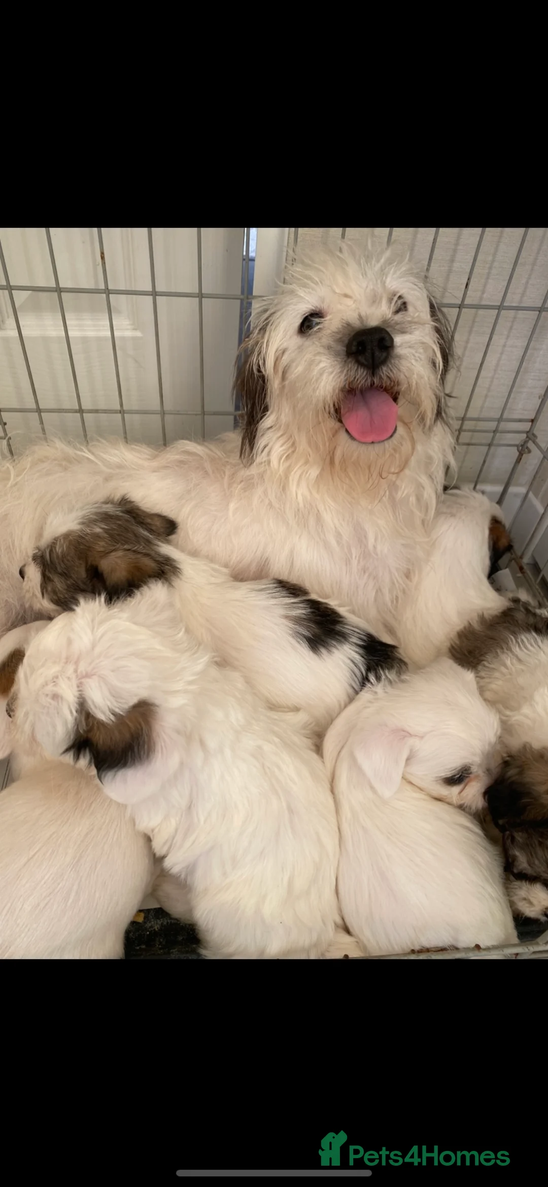 Jack Russell dogs for sale: Jack Russell x parson terrier - Advert 4