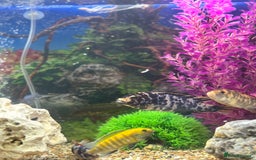 Cichlids fish for sale: Malawi cichlids  - Image 4