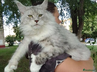 Maine Coon cats - Advert 4