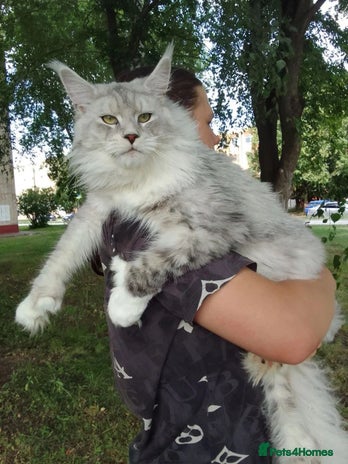 Maine Coon cats ⭐️ SIR CLYDE ⭐️ STUD AVAILABLE ⭐️ POLYDACTYL ⭐️ - Advert 11