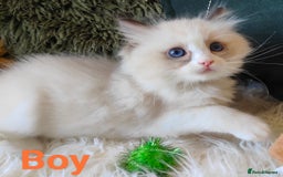 Ragdoll cats for sale: GCCF REGISTERED EUROPEAN LINE RAGDOLL KITTENS  - Image 22