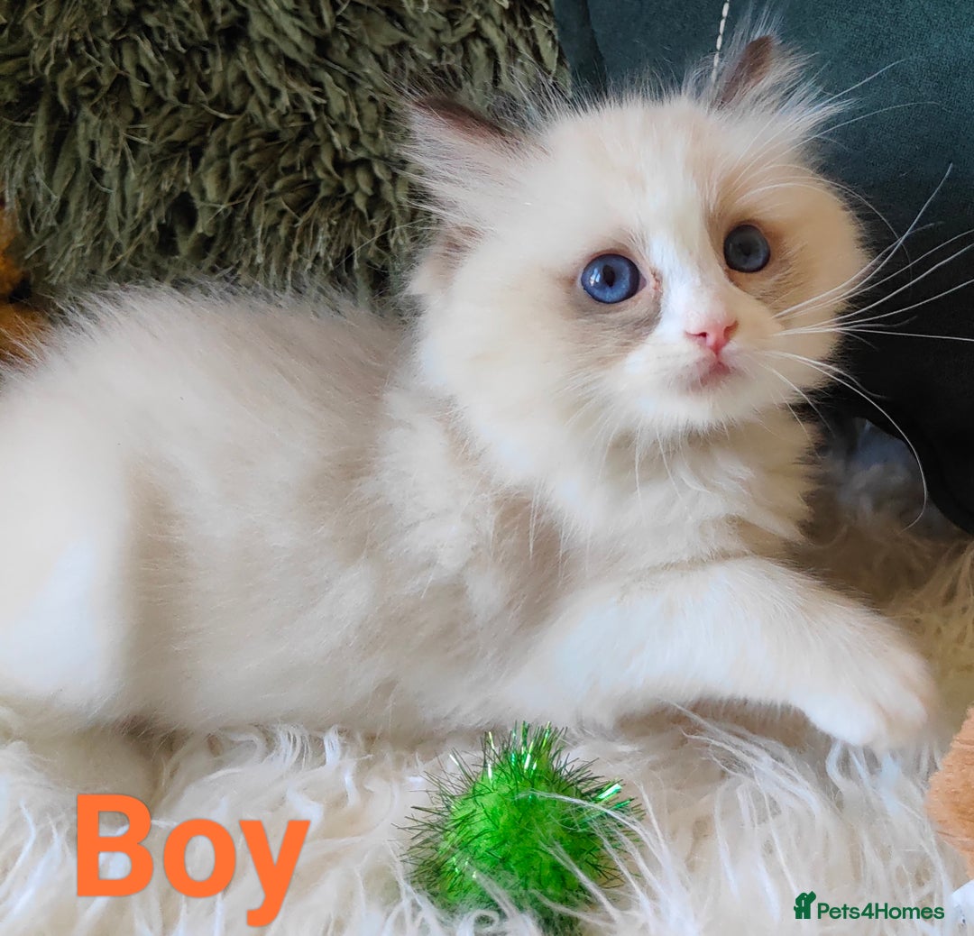 Ragdoll cats for sale: GCCF REGISTERED EUROPEAN LINE RAGDOLL KITTENS  - Image 22