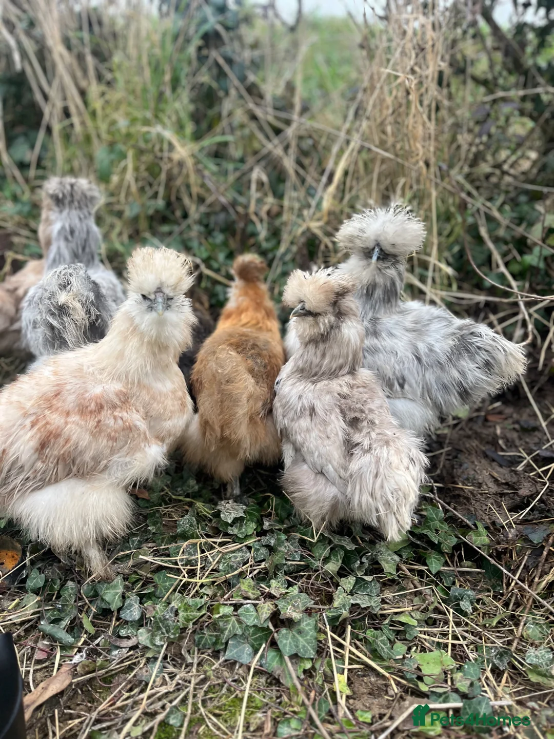 Chickens poultry for sale: Pure Breed Chickens  - Advert 6