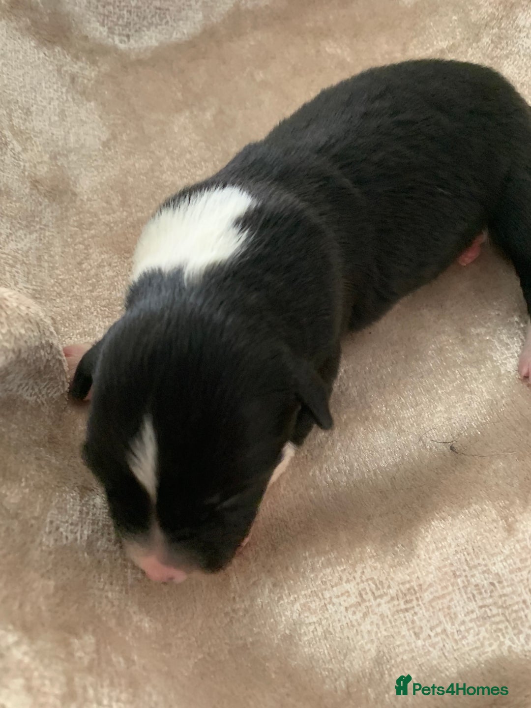 Border Collie dogs for sale: Pure Border Collie pups  - Advert 17