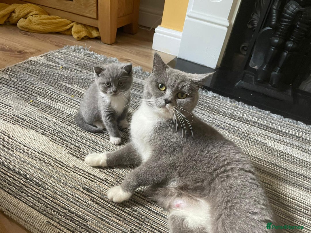 British Shorthair cats for sale: British Shorthair Kittens - Image 6