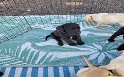 Labrador Retriever dogs for sale: KC Labrador puppies #READY TO LEAVE# - Image 3