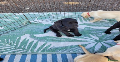 Labrador Retriever dogs - Advert 6