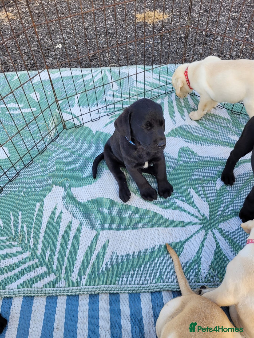 Labrador Retriever dogs for sale: KC Labrador puppies #READY TO LEAVE# - Image 3