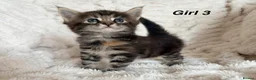 Maine Coon cats for sale: Maine coon kittens ready to reserve  - Advert 10