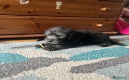 Bedlington Terrier dogs for sale: KC registered Bedlington Terrier puppy - Image 3