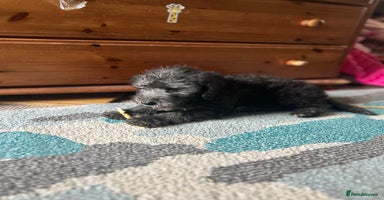 Bedlington Terrier dogs - Advert 8