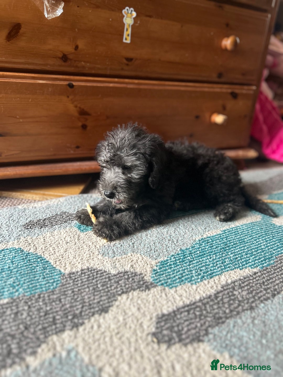 Bedlington Terrier dogs for sale: KC registered Bedlington Terrier puppy - Image 3