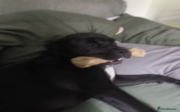 Mixed Breed dogs for sale: 6 Month Old Female Rehoming - Image 5