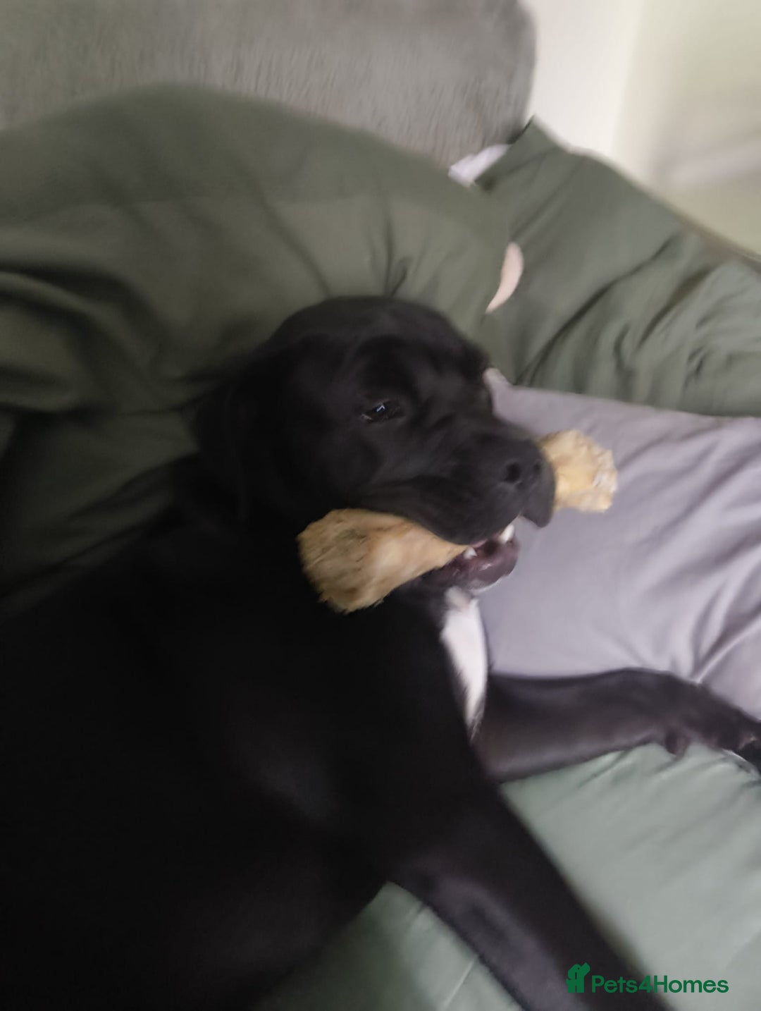 Mixed Breed dogs for sale: 6 Month Old Female Rehoming - Image 5