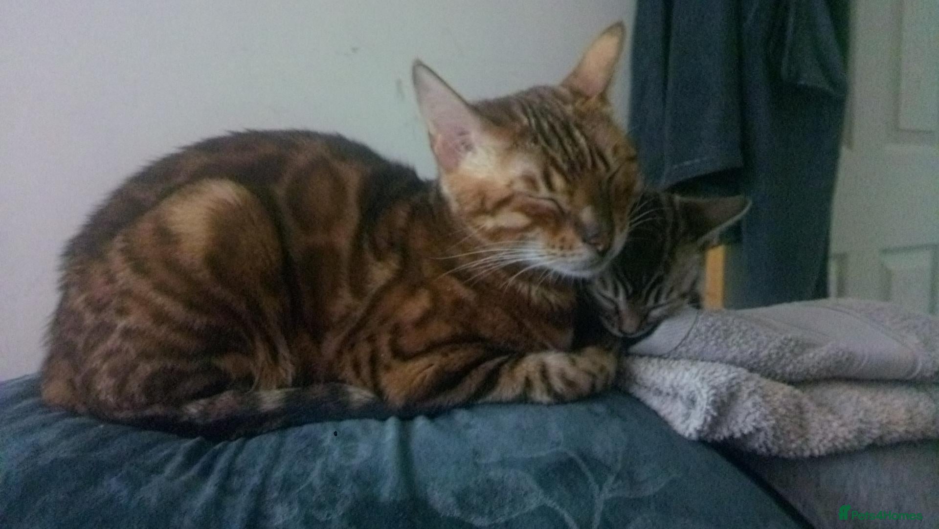 Bengal cats Pure breed and half breed bengals. - Advert 1
