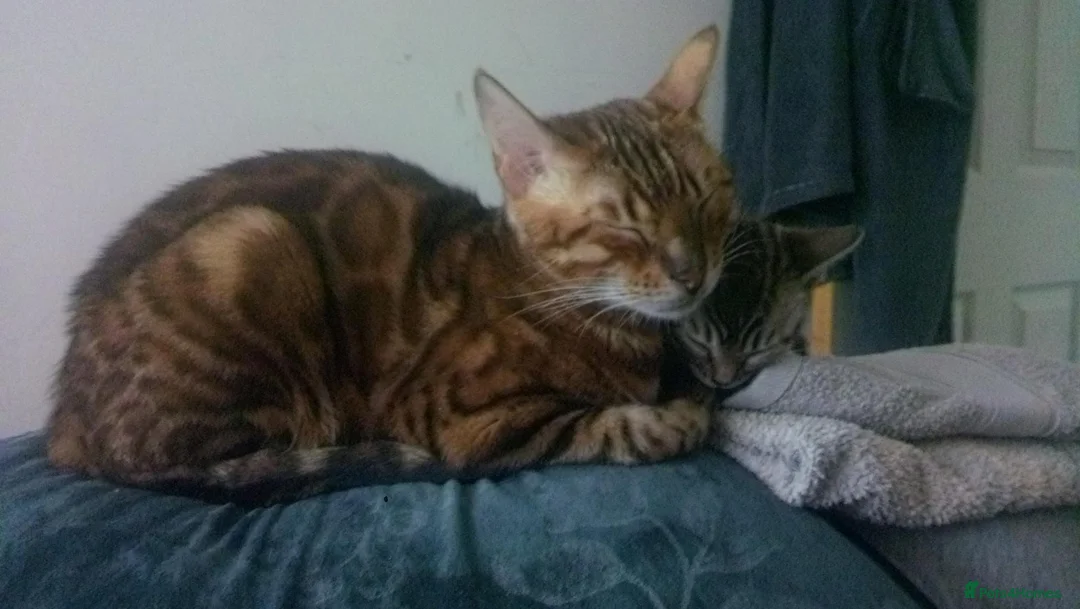 Bengal cats for sale: Pure breed and half breed bengals. - Advert 1