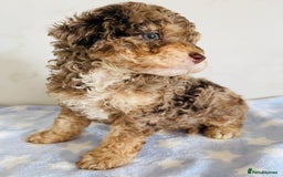 Cockapoo dogs for sale: Unique & stunning full DNA tested Cockapoo puppies - Image 22