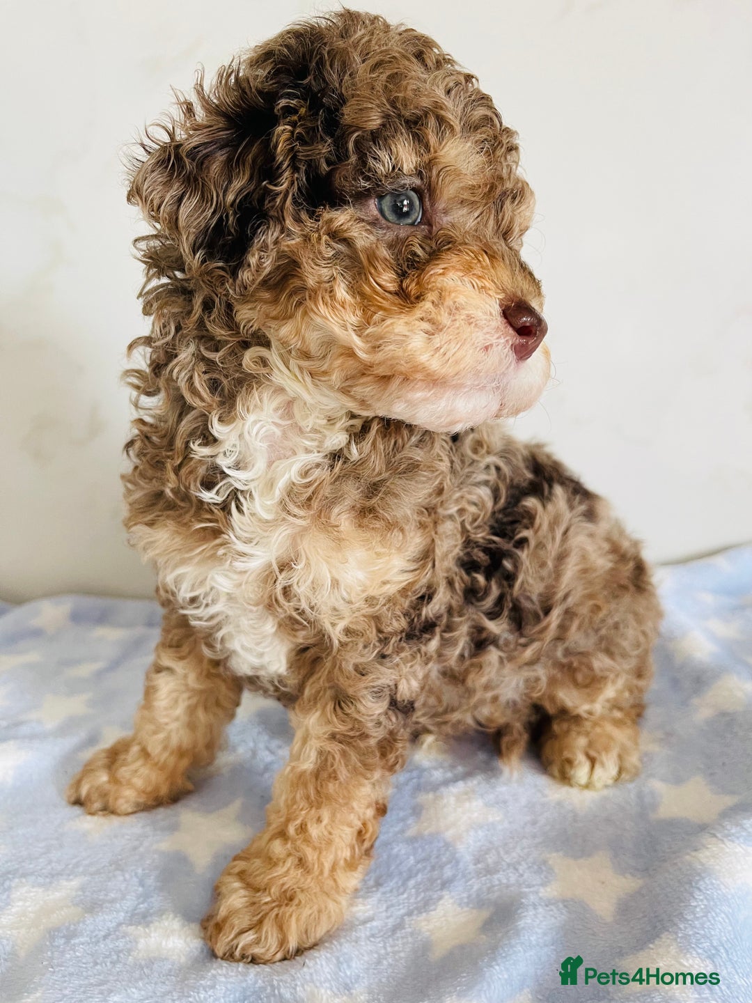 Cockapoo dogs for sale: Unique & stunning full DNA tested Cockapoo puppies - Image 22