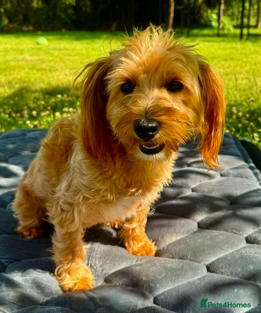 Maltipoo dogs for adoption: 🐾 ASA – Female Maltipoo 🐾 in Caterham - Advert 6