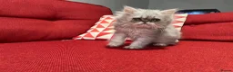 Persian cats for sale: Stunning silver Persian girl  - Advert 7