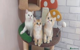 British Shorthair cats for sale: Golden British shorthair Pedigree Neutered  - Image 10
