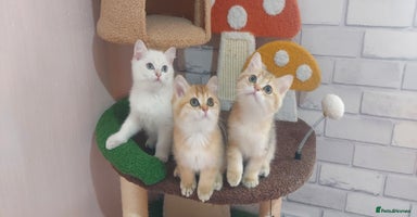 British Shorthair cats - Advert 1